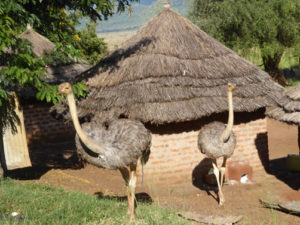 Facts about Mount Elgon National Park