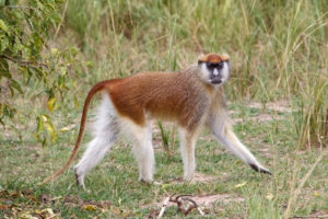 A safari in Murchison Falls National Park