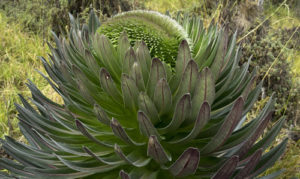 The Rwenzori Mountains National Park