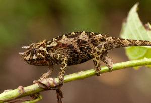 Three Horned Rwenzori Chameleone