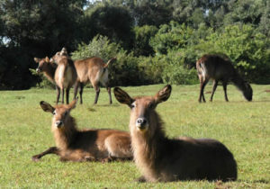 A safari in Mount Elgon National Park