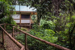How to reach Bwindi forest national park