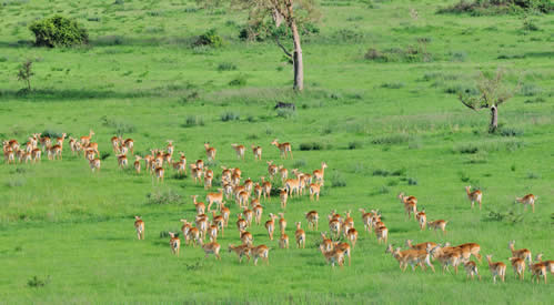 Queen Elizabeth National Park in Uganda