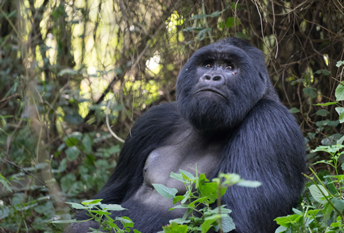 Mountain Gorilla in Mgahinga National Park