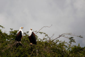 birding in Queen Elizabeth National Park