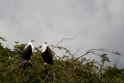 Birding in Queen Elizabeth National Park