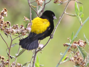 Birding in Bwindi Impenetrable Forest