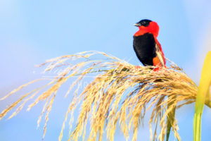 Birding in Mgahinga National Park