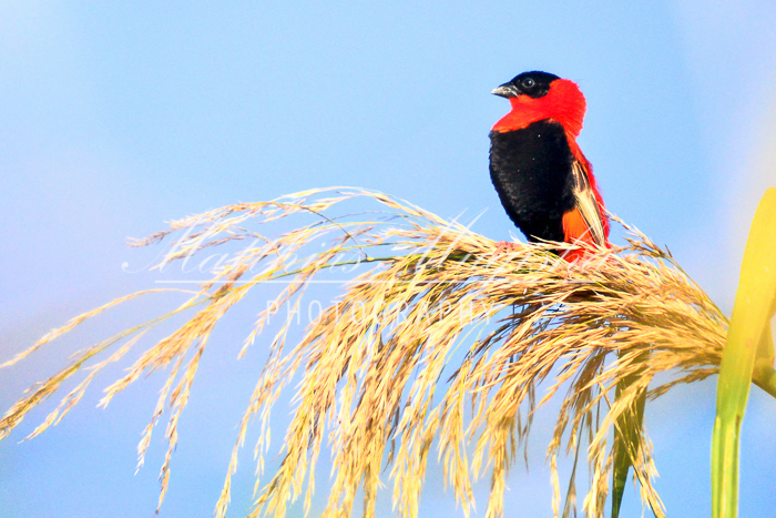 Birding in Mgahinga National Park