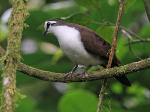 Birding in Bwindi Impenetrable Forest