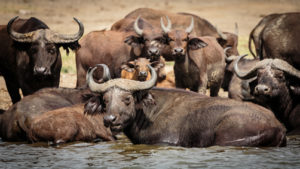 Queen Elizabeth National Park Uganda