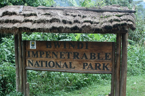 Bwindi Impenetrable National Park – Things To Do and Attractions