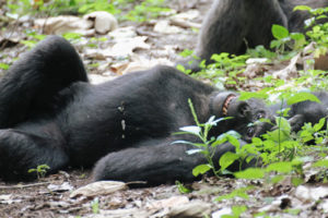 Primates in Queen Elizabeth National Park