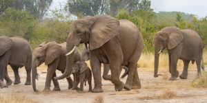 Queen Elizabeth National Park safaris