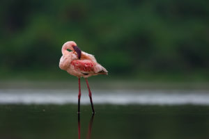 Birdwatching in Queen Elizabeth National Park