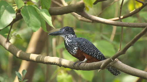 Birding in Jinja