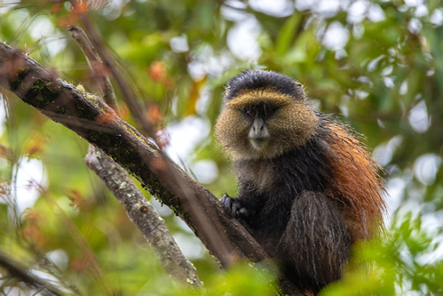 Golden Monkey in Mgahinga National Park