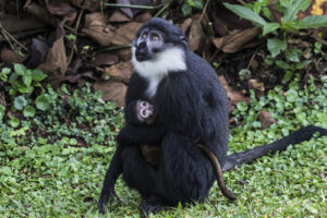 Primates in Bwindi Impenetrable Forest