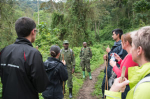 Tracking gorillas in Mgahinga National Park