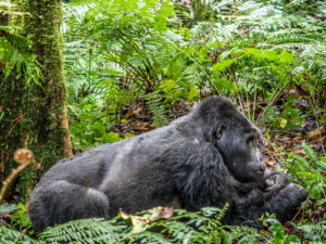 Gorilla Permits in Bwindi