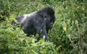 Gorilla Trekking in Bwindi Forest National Park