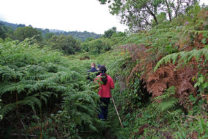 Nature Walks in Mgahinga National Park