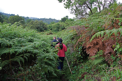 Nature Walks in Mgahinga National Park