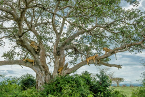 Tree Climbing Lions in Queen Elizabeth National Park