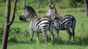 best national parks in Uganda