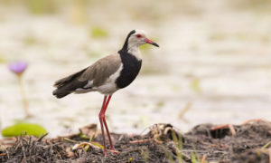 Bird watching in Mabamba swamp and wetland