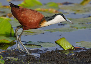 Bird watching in Mabamba Swamp