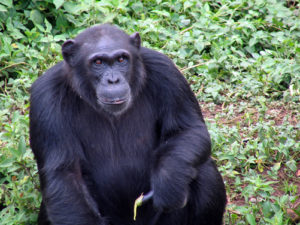 Chimpanzee in Ngamba Sanctuary