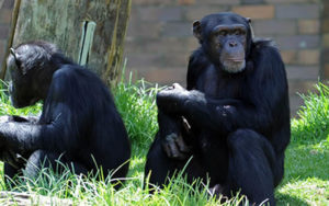 Chimps in Ngamba Island