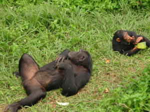chimps relaxing in Ngamba Island