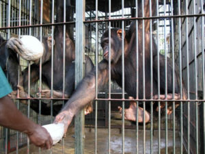 Feeding Chimpanzees in Ngamba Island