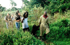 integrating young chimpanzee in Ngamba Island
