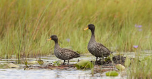 Birding in Mabamba Swamp