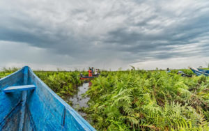 Mabamba Wetland in Uganda