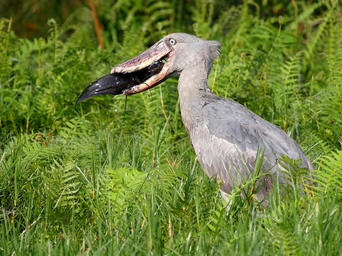 The Mabamba Bay Swamp and Wetland