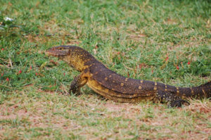 Monitor Lizard in Ngamba Island