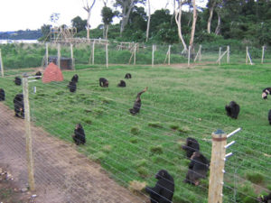 Ngamba Island Chimpanzee feeding area