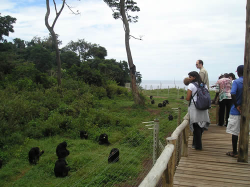 Ngamba Island Chimpanzee Sanctuary tour - Volunteering, prices &amp; costs