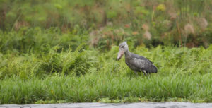 Shoebill Stork in Mabamba Swamp