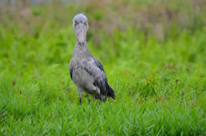 Mabamba Bay Wetland in Uganda