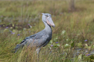 Mabamba Bay Wetland