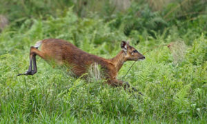 Sitatunga Swamp antelope in Mabamba swamp and wetland