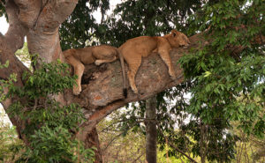 Visiting the Tree Climbing Lions of Ishasha
