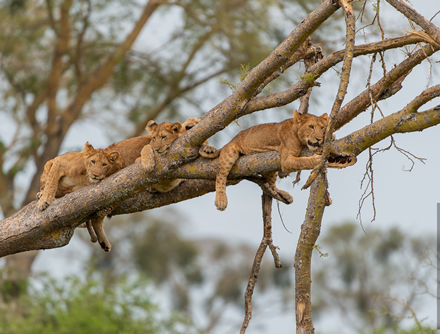 Tree Climbing Lions in Ishasha - Mum and Dad Uganda Tours