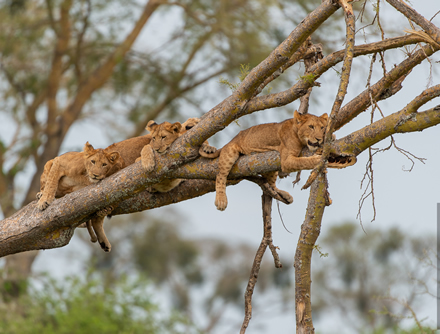 Tree Climbing Lions of Ishasha in Uganda