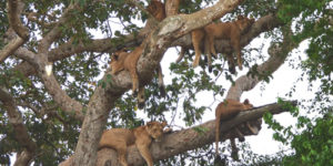 Where are tree climbings lions found?